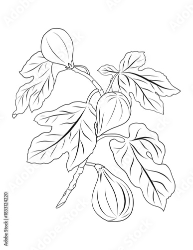 figs fruits and laves pen-and-ink illustration