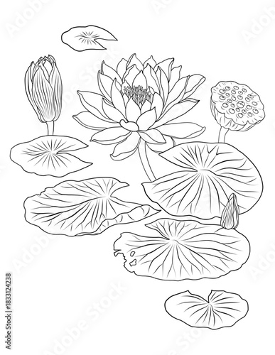 Lotus water lily flowers and leaves