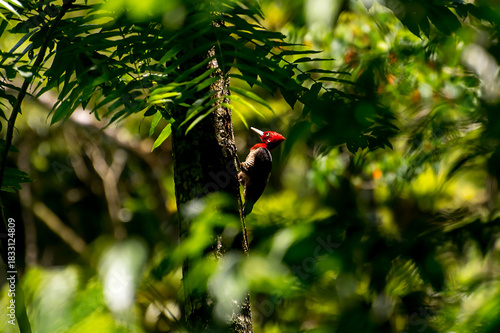 Beautiful Robust Woodpecker (Campephilus robustus) in the forest
