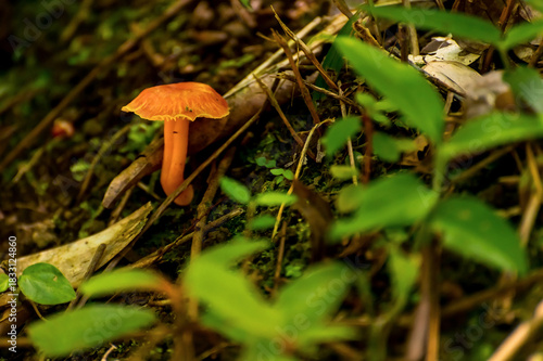 Beautiful solitary orange mushroom in the forest