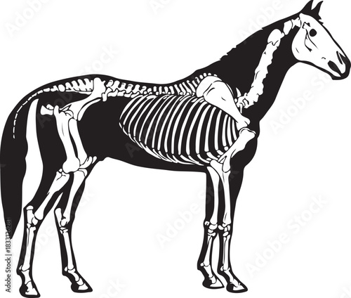 Black and white vector illustration of a wild zebra silhouette drawing, an isolated mammal with a tail