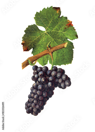 Tableau sur toile Ampelograhie, Rebsortenkunde, Önologie, Weinbau, Weintraube, Weinrebe, Trousseau