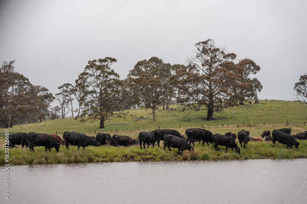 Fototapeta premium beautiful country landscape of cattle in Australia eating grass, grazing on pasture. Herd of cows free range beef being regenerative raised on an agricultural farm. Sustainable farming in tasmania