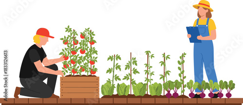 Organic Gardening and Farming Vector Illustration Showing People Harvesting Tomatoes and Checking Produce in a Raised Bed, Representing Sustainable Agriculture, Healthy Food, and Quality Control