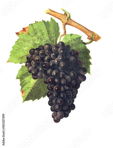 Foto Ampelograhie, Rebsortenkunde, Önologie, Weinbau, Weintraube, Weinrebe, Piquepoul