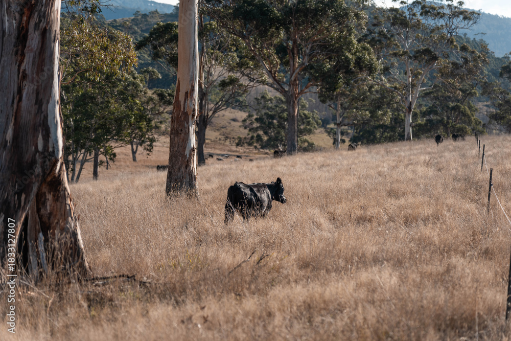 Fototapeta premium beautiful country landscape of cattle in Australia eating grass, grazing on pasture. Herd of cows free range beef being regenerative raised on an agricultural farm. Sustainable farming in tasmania