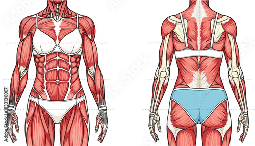 Anterior and posterior view of female muscular system with skeletal structure female anatomy