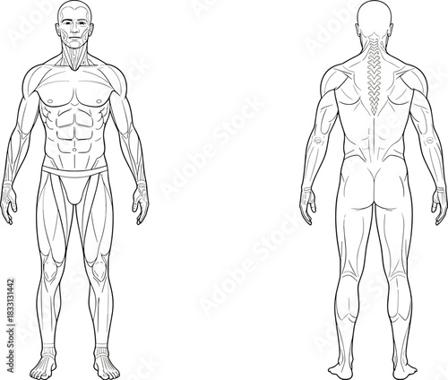Anatomical illustration of male muscular system front and back views human anatomy