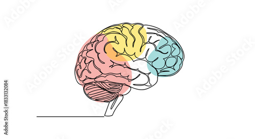 Stylized line drawing of a human brain with colorful lobes on a white background.