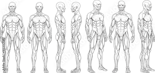 Anatomical illustration of male musculature from multiple angles anatomy human