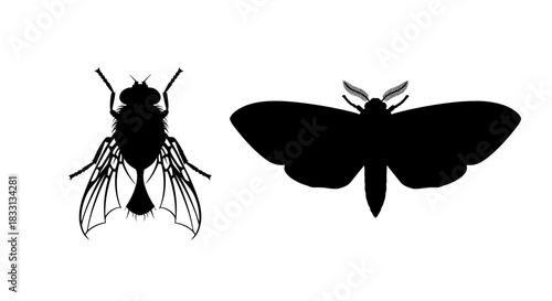 Silhouetted Insects Fly and Moth Against White Background.