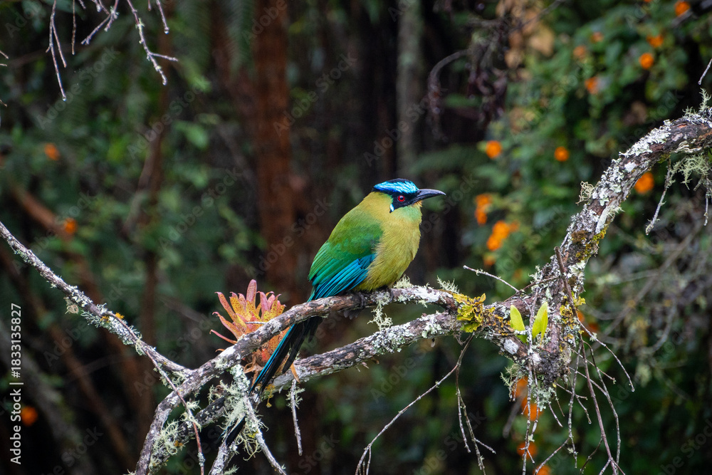 Obraz premium barranquero motmot bird