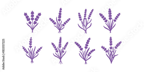 A hand-drawn doodle of lavender flowers, isolated on a white background, part of a vintage herbal graphic collection. Perfect for tea packaging, natural organic products, medicine, cosmetics