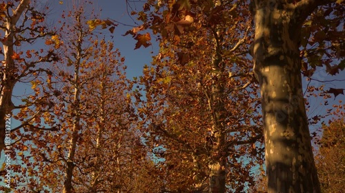 秋の紅葉　風に舞い散る大きな葉