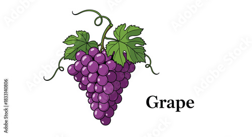 Vibrant illustration of a lush bunch of purple grapes with green leaves and tendrils, accompanied by the simple text "Grape".