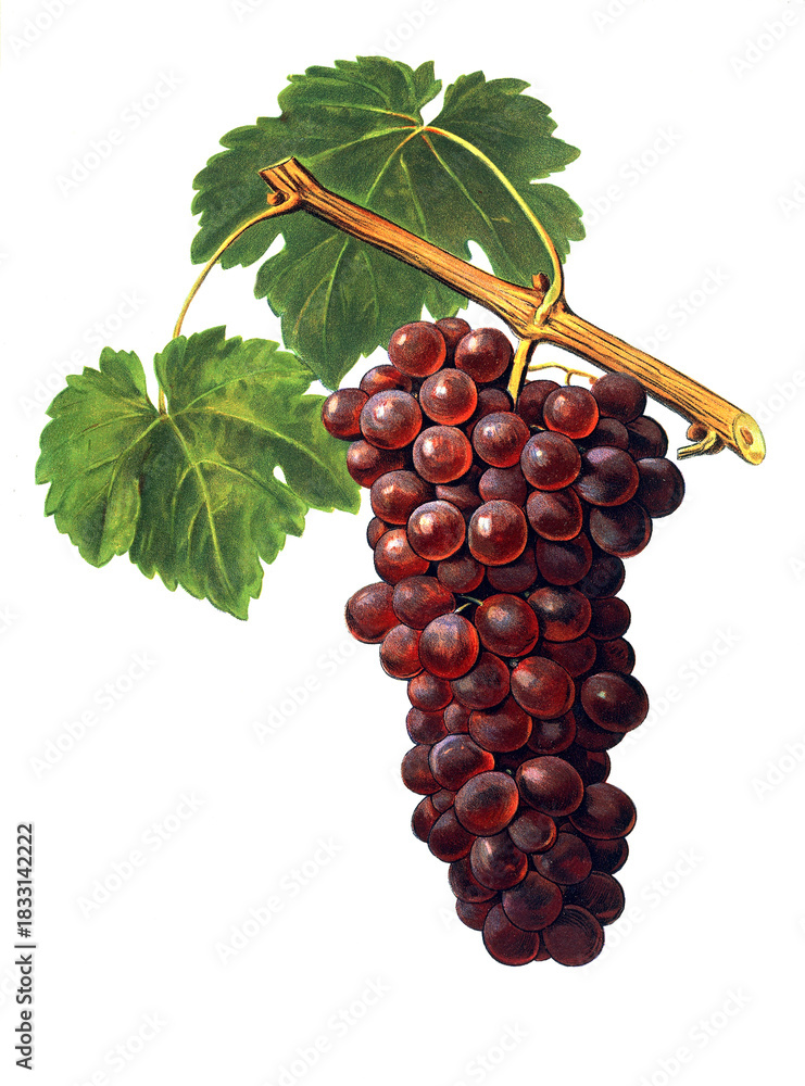 Fototapeta premium Ampelograhie, Rebsortenkunde, Önologie, Weinbau, Weintraube, Weinrebe, Romanka grape, digital aufgewertete Reproduktion einer Vorlage von Alexis Kreyder (1839 bis 1912), Historisch