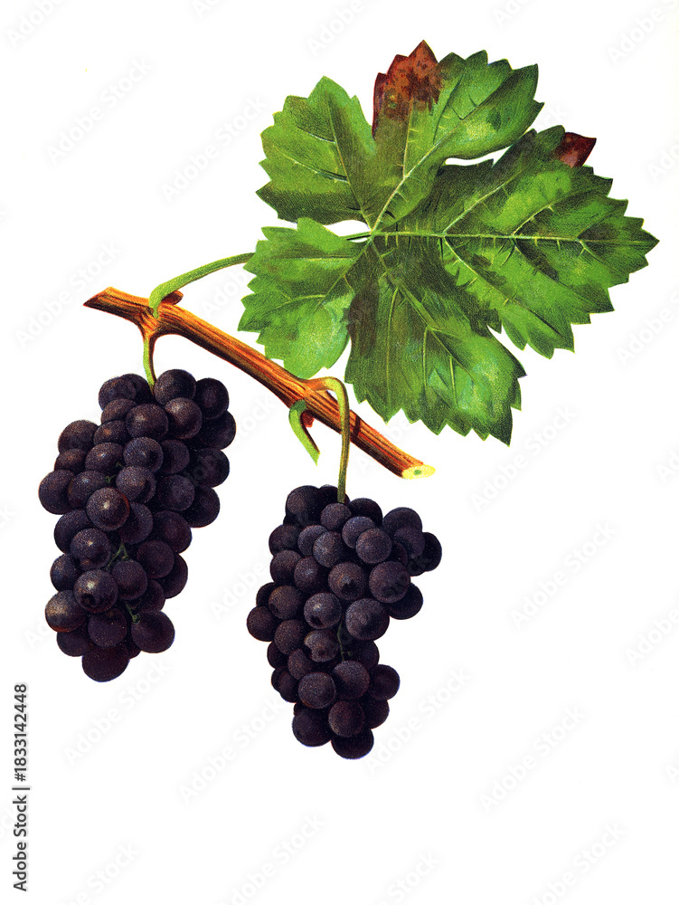 Fototapeta premium Ampelograhie, Rebsortenkunde, Önologie, Weinbau, Weintraube, Weinrebe, Acheria grape