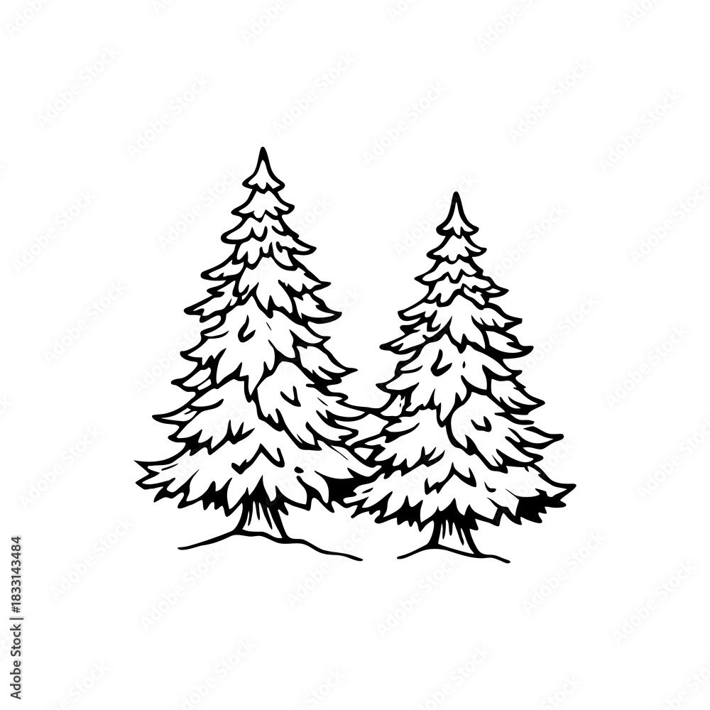 Fototapeta premium Pine tree illustration with two evergreen conifers depicted in a hand drawn style isolated on white background isolated on transparent background