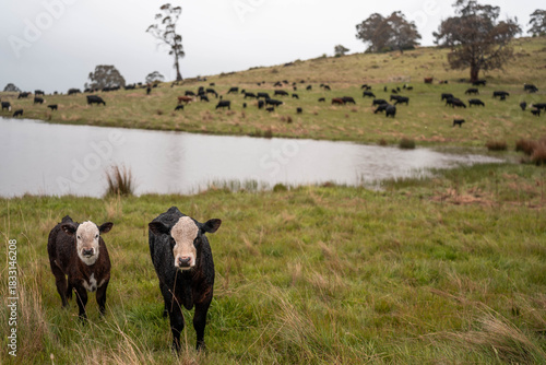 beautiful country landscape of cattle in Australia  eating grass, grazing on pasture. Herd of cows free range beef being regenerative raised on an agricultural farm. Sustainable farming in tasmania