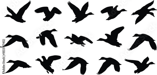 Dynamic silhouette of ducks in flight, graceful waterfowl migration, nature illustration, wildlife art, freedom concept, originally a scalable vector graphic