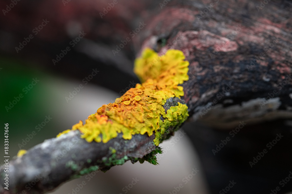 Fototapeta premium Detailed Lichen Patterns on Rough Tree Bark in Macro View
