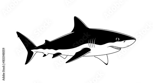 Detailed Black and White Shark Illustration on White Background.