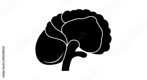 Brain Silhouette A Symbol of Intelligence and Cognitive Function.