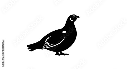 Silhouette of a Black Grouse Bird on White Background.