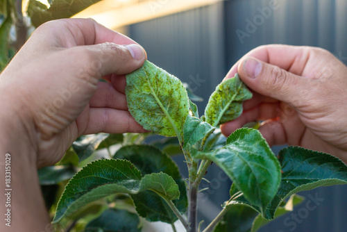 Foto Aphids on tree leaves. Selective focus.