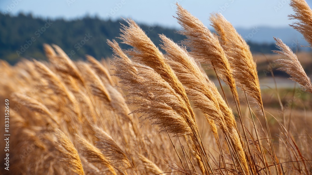 Fototapeta premium Golden grasses swaying in the breeze