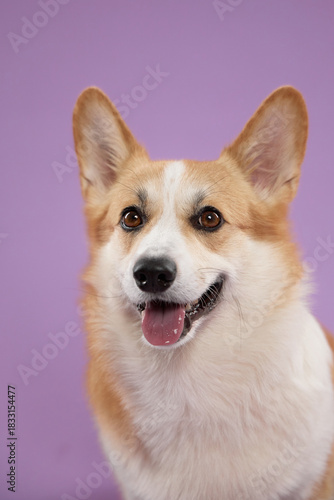 Headshot of a Pembroke Welsh Corgi in front of a lavender background. The dog looks forward with bright eyes and a gentle smile.