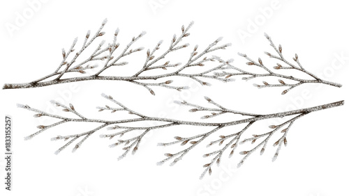 Isolated branches with buds dusted with snow for wintry holiday decorations and craft projects