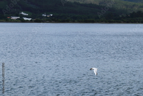 Fauna de la ría de Ortigueira.