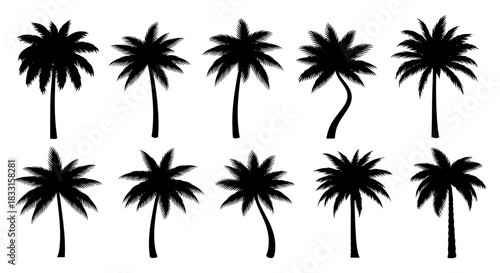 Set of palm tree silhouettes tropical vector illustration of exotic plants isolated on white background for summer design elements