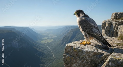 Bird of prey perched on cliff edge overlooking valley vista