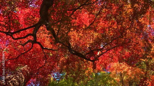 Autumn leaves. A serene landscape of bright red leaves.