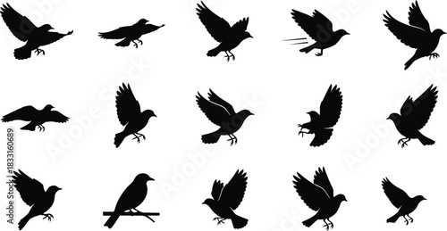 Collection of black bird silhouettes in various flying positions on white background