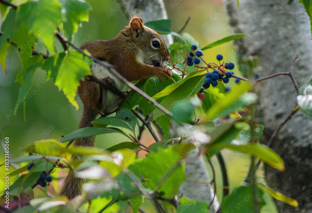 Obraz premium Red squirrel eating berries on a tree branch in summer light