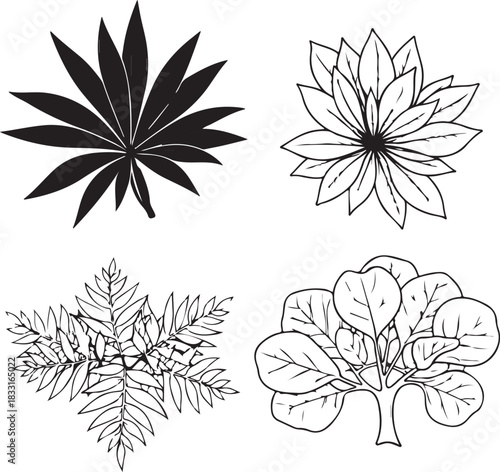 black and white flowers