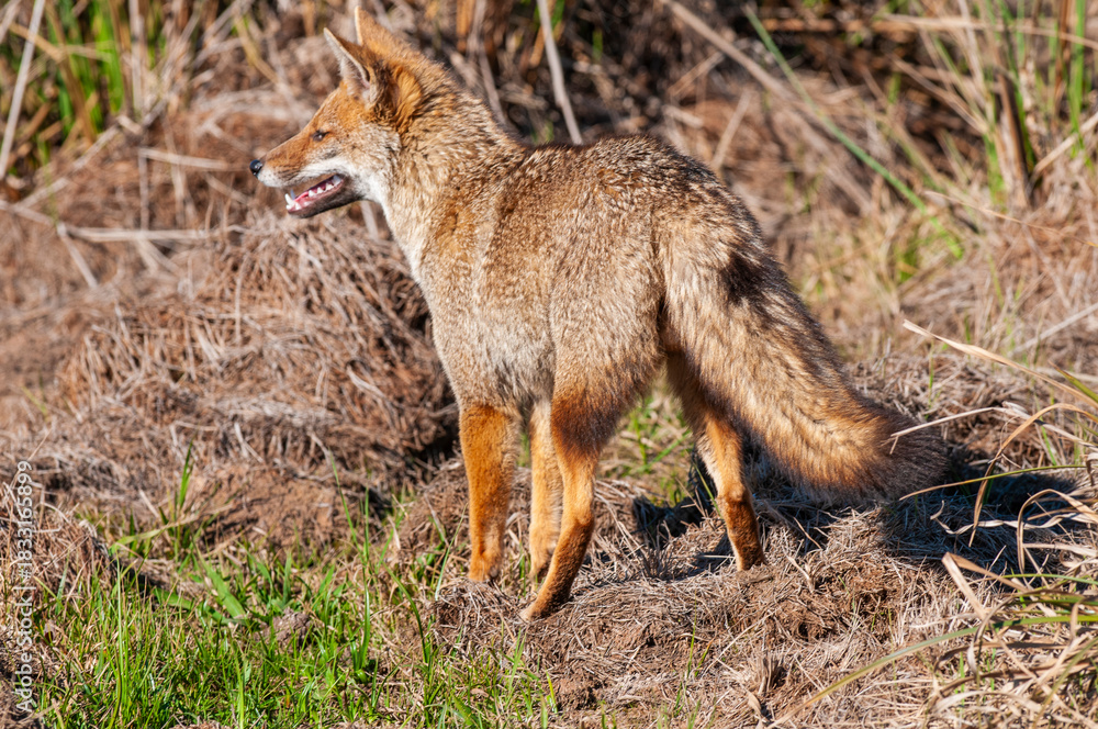 Obraz premium Grey fox in Ibera Marsh National Park environment, Corrientes Province, Argentina.