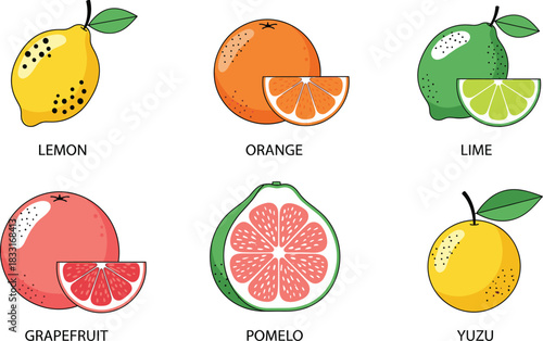 Flat Vector Collection of Various Citrus Fruits Including Lemon, Orange, Lime, Grapefruit, Pomelo, and Yuzu for Healthy Food, Juice, and Beverage Designs