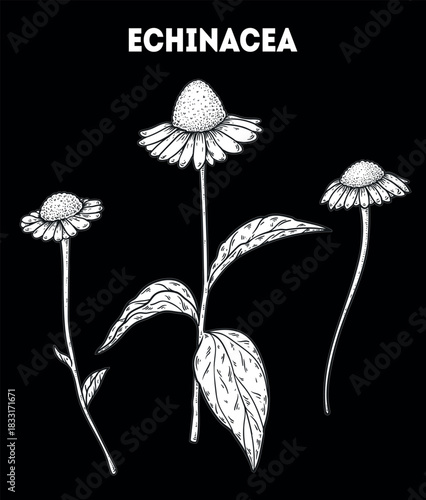 Echinacea vector drawing illustration. Hand drawn sketch. Vintage medicinal plant sketch