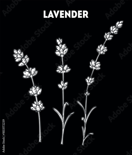 Lavender vector drawing illustration. Hand drawn sketch. Vintage medicinal plant sketch