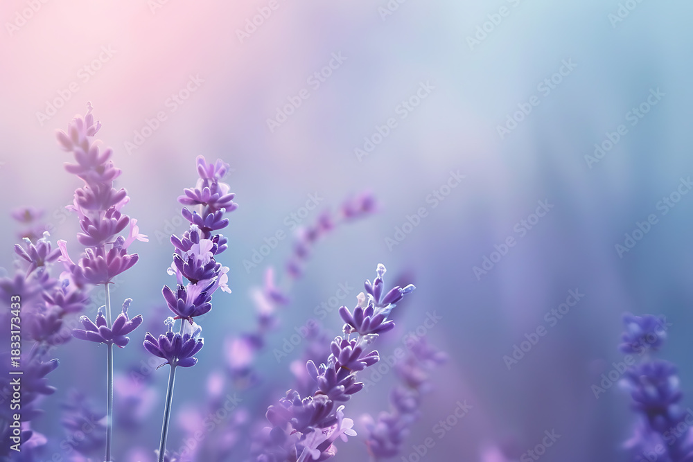 Naklejka premium 柔らかな色彩に包まれたラベンダーの幻想的なクローズアップ