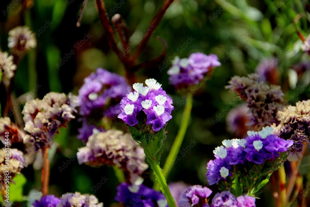 Obraz premium planta flor Limonium sinuatum 