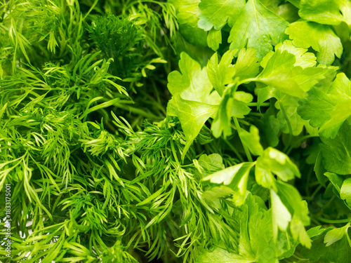 Background of parsley and dill.