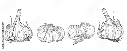 Monochrome spice drawing garlic