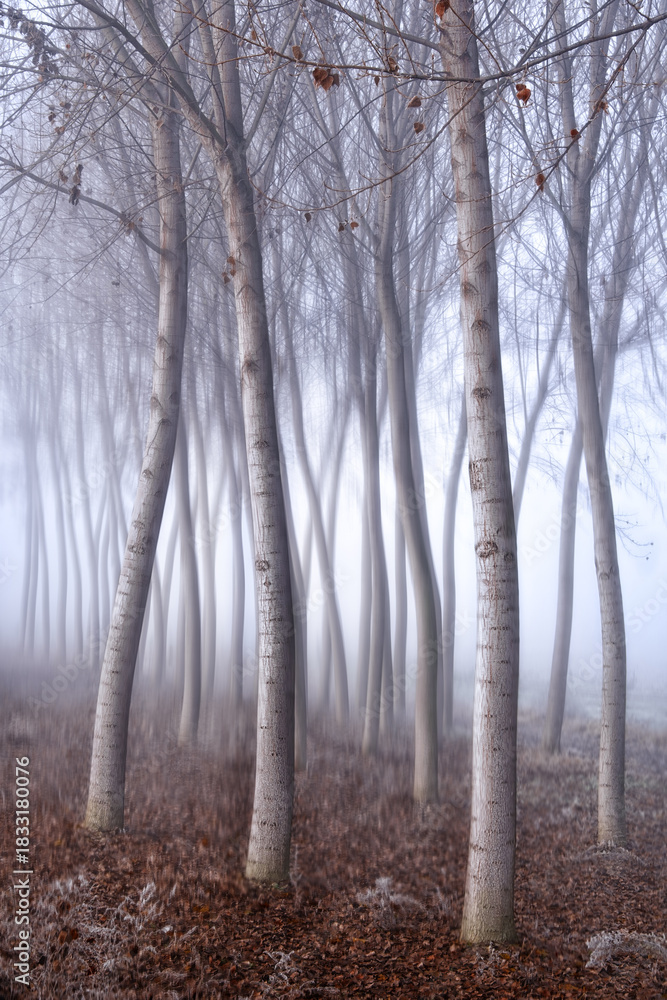 Fototapeta premium Foggy Autumn Forest with Motion Blur