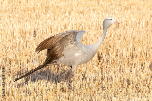 Blue Crane, Stanley Crane, Paradise Crane (Anthropoides paradiseus) taking flight from a harvested wheat field at sunset, Western, Cape South Africa