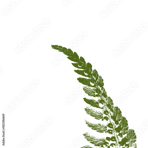 fern leaf isolated on white
